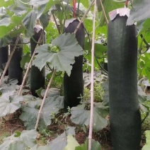 广西黑皮，白皮冬瓜、大量上市产地直销、一手货源