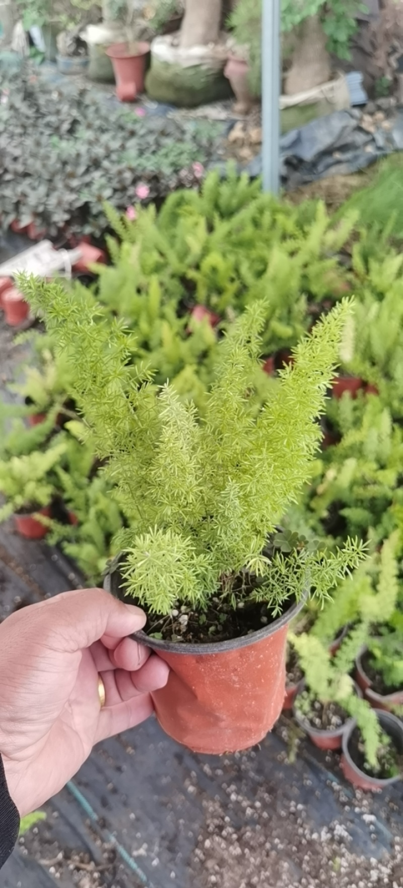 狐尾天门冬