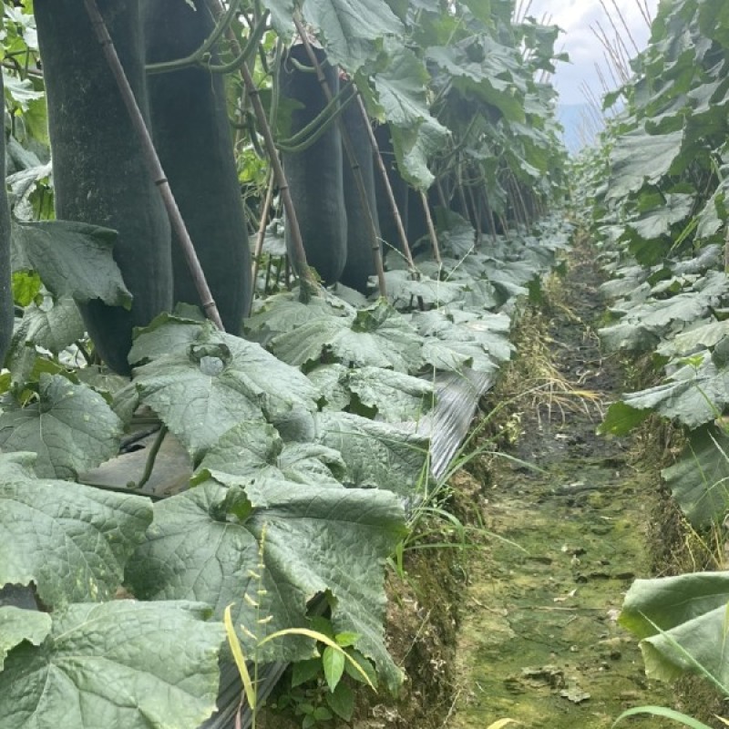广西黑皮，白皮冬瓜、大量上市产地直销、一手货源
