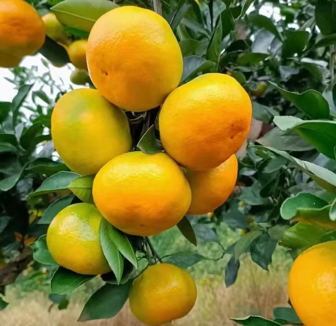 成片种植的金秋砂糖橘果园,果树整齐排列,果实挂满枝头 金秋砂糖橘果园全景图