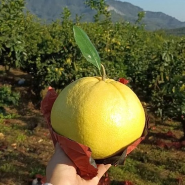 葡萄柚