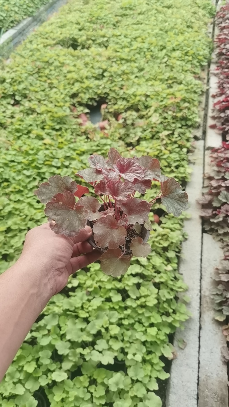 110盆矾根