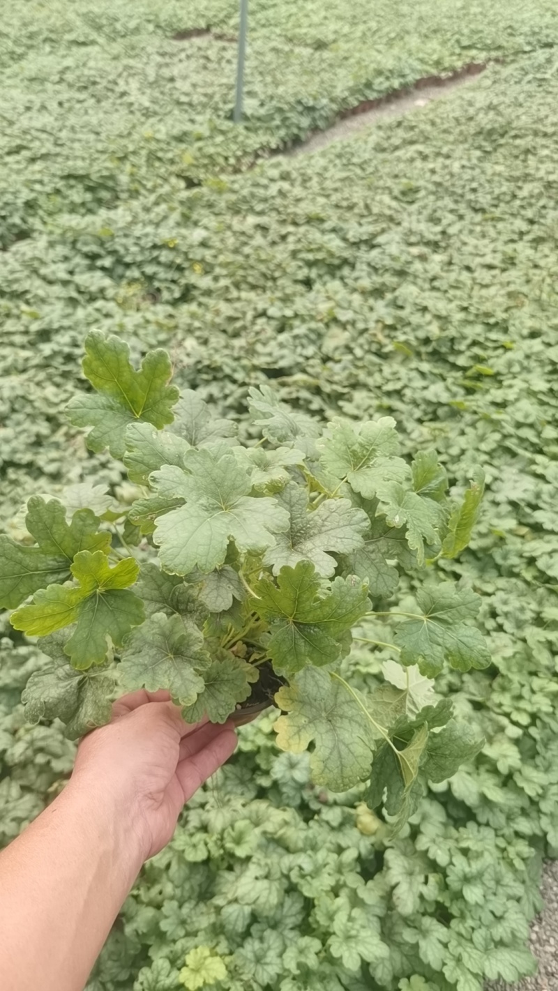 110盆矾根