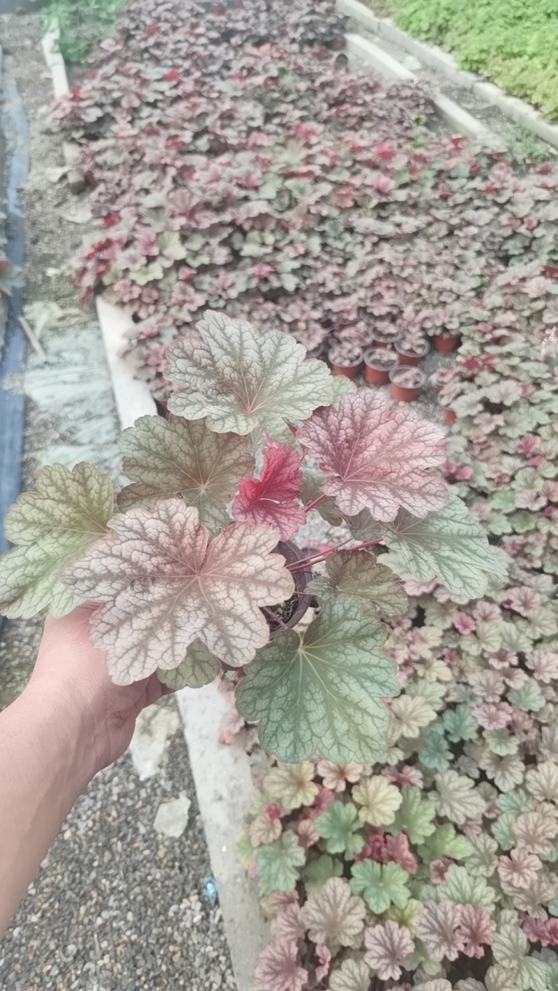 110盆矾根