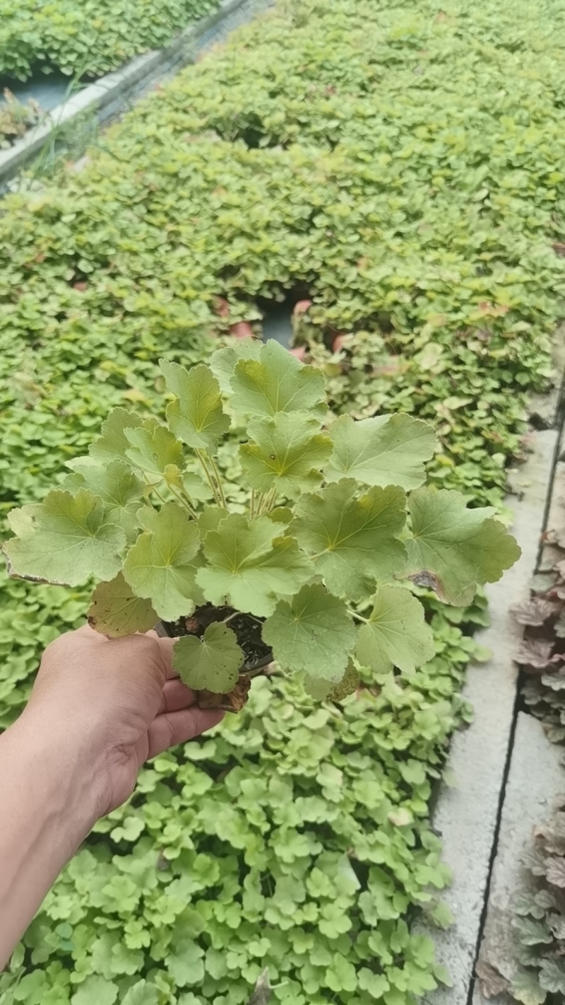 110盆矾根