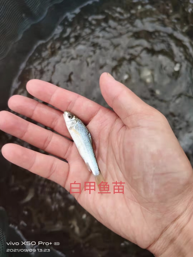 名优淡水鱼长江白甲鱼苗。又名白甲鱼苗，瓜流子鱼。白甲鱼