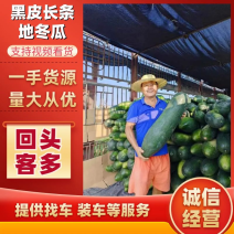 安徽精品地冬瓜，黑皮长条冬瓜，基地现货直发对接全国批发