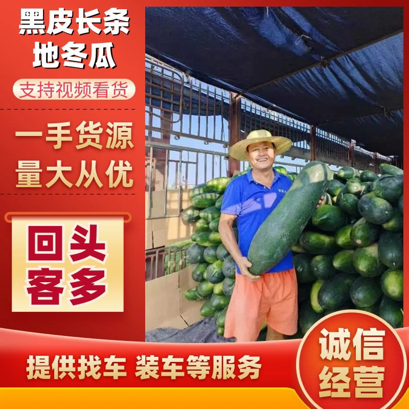 安徽精品地冬瓜，黑皮长条冬瓜，基地现货直发对接全国批发