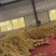 福建柚，柚子，大量供应市场货电商货，社区美团多多等平台，
