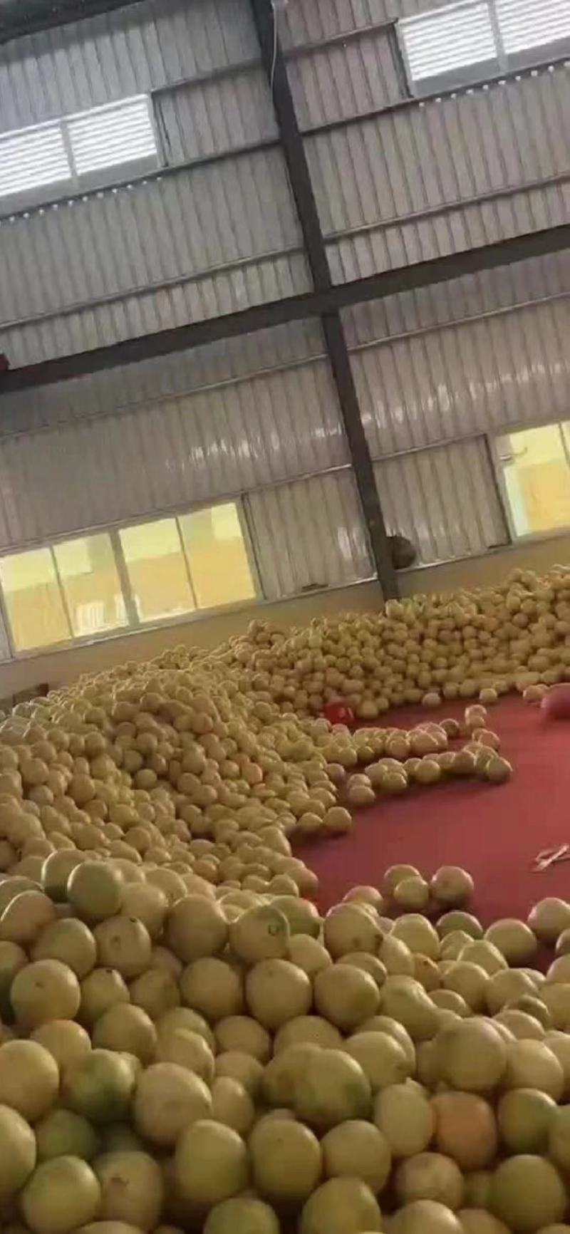 福建柚，柚子，大量供应市场货电商货，社区美团多多等平台，