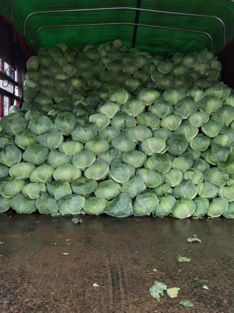 【推荐】湖北圆包菜甘蓝供应市场商超电商量大价优