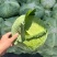 【推荐】湖北圆包菜甘蓝供应市场商超电商量大价优