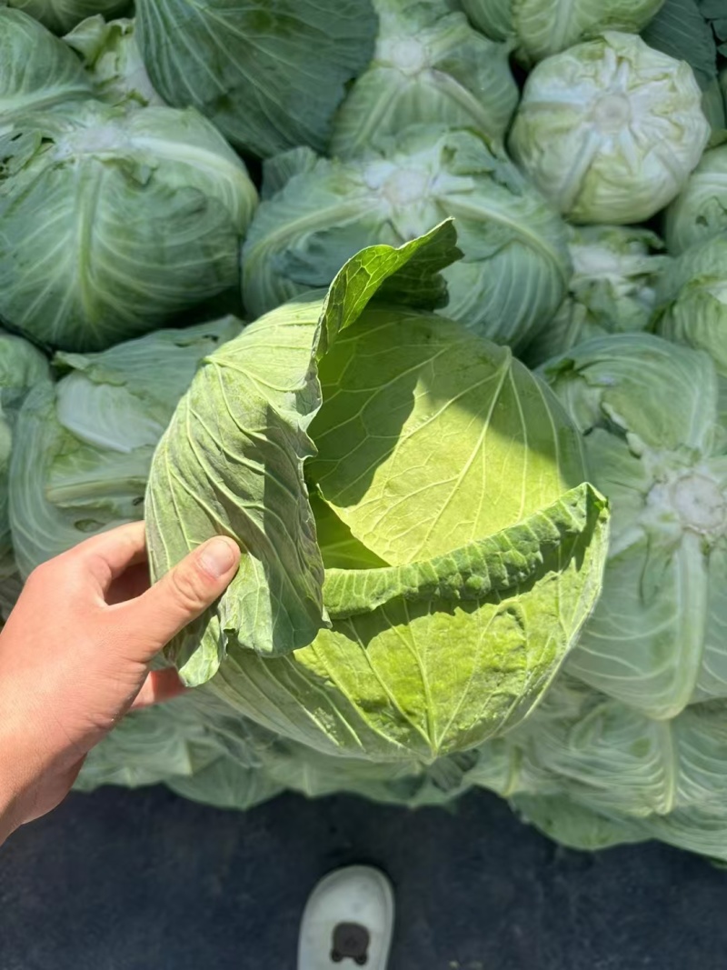 【推荐】湖北圆包菜甘蓝供应市场商超电商量大价优