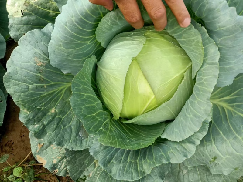 【推荐】湖北圆包菜甘蓝供应市场商超电商量大价优