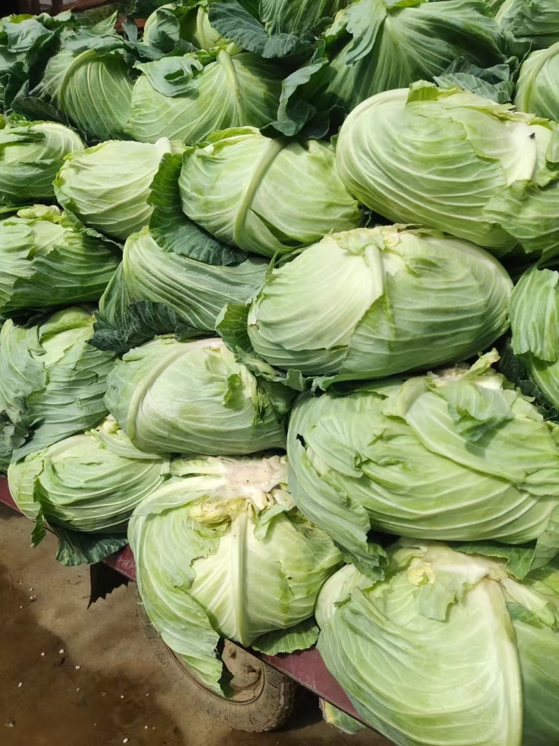 【推荐】湖北圆包菜甘蓝供应市场商超电商量大价优