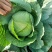 【推荐】湖北圆包菜甘蓝供应市场商超电商量大价优