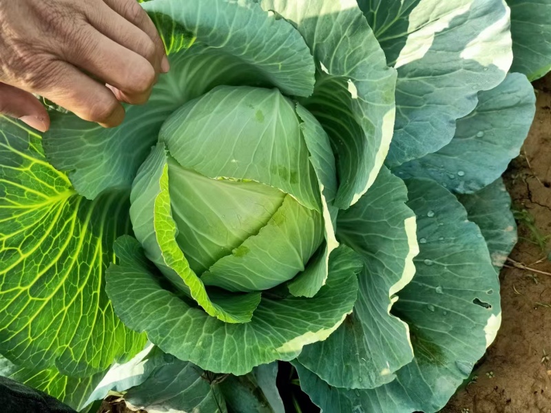 【推荐】湖北圆包菜甘蓝供应市场商超电商量大价优