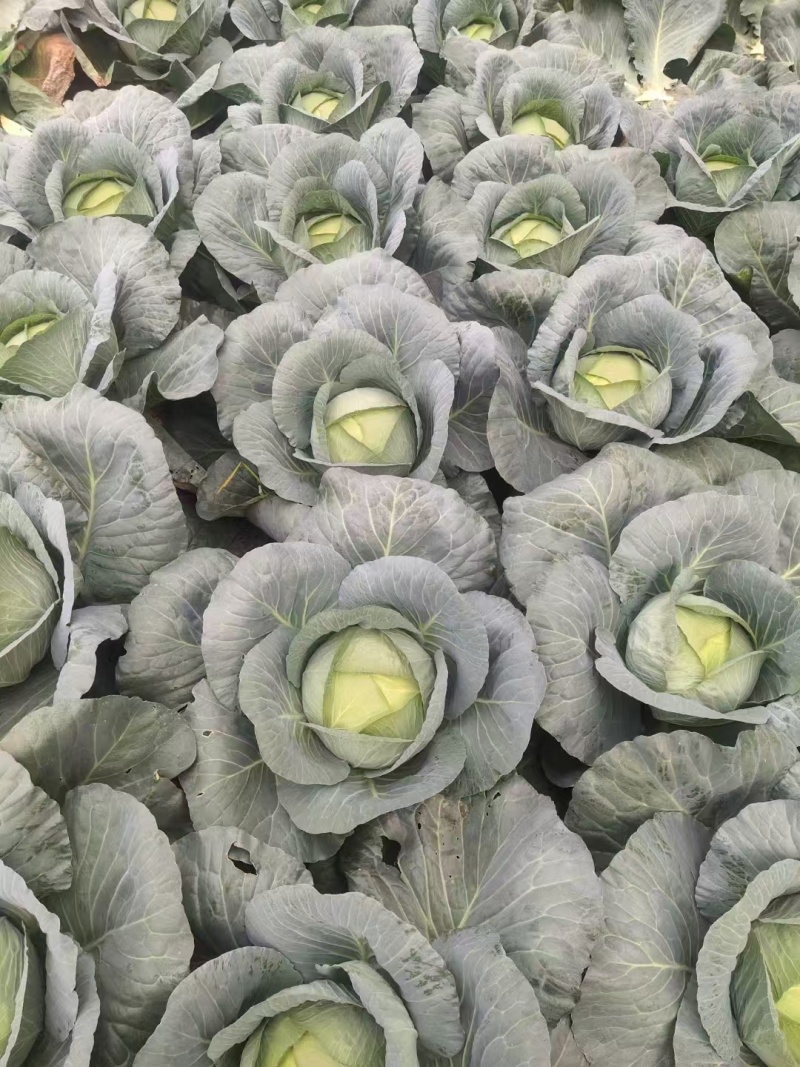 【推荐】湖北圆包菜甘蓝供应市场商超电商量大价优