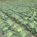 【推荐】湖北圆包菜甘蓝供应市场商超电商量大价优
