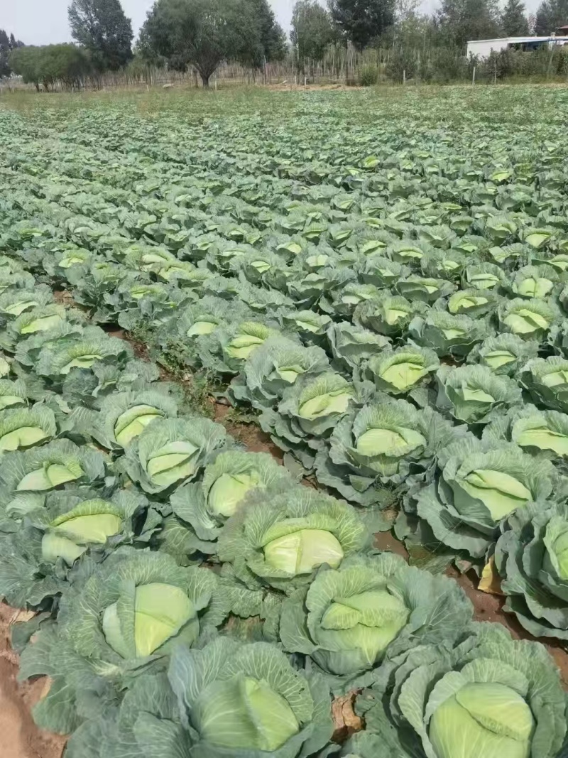 【推荐】湖北圆包菜甘蓝供应市场商超电商量大价优