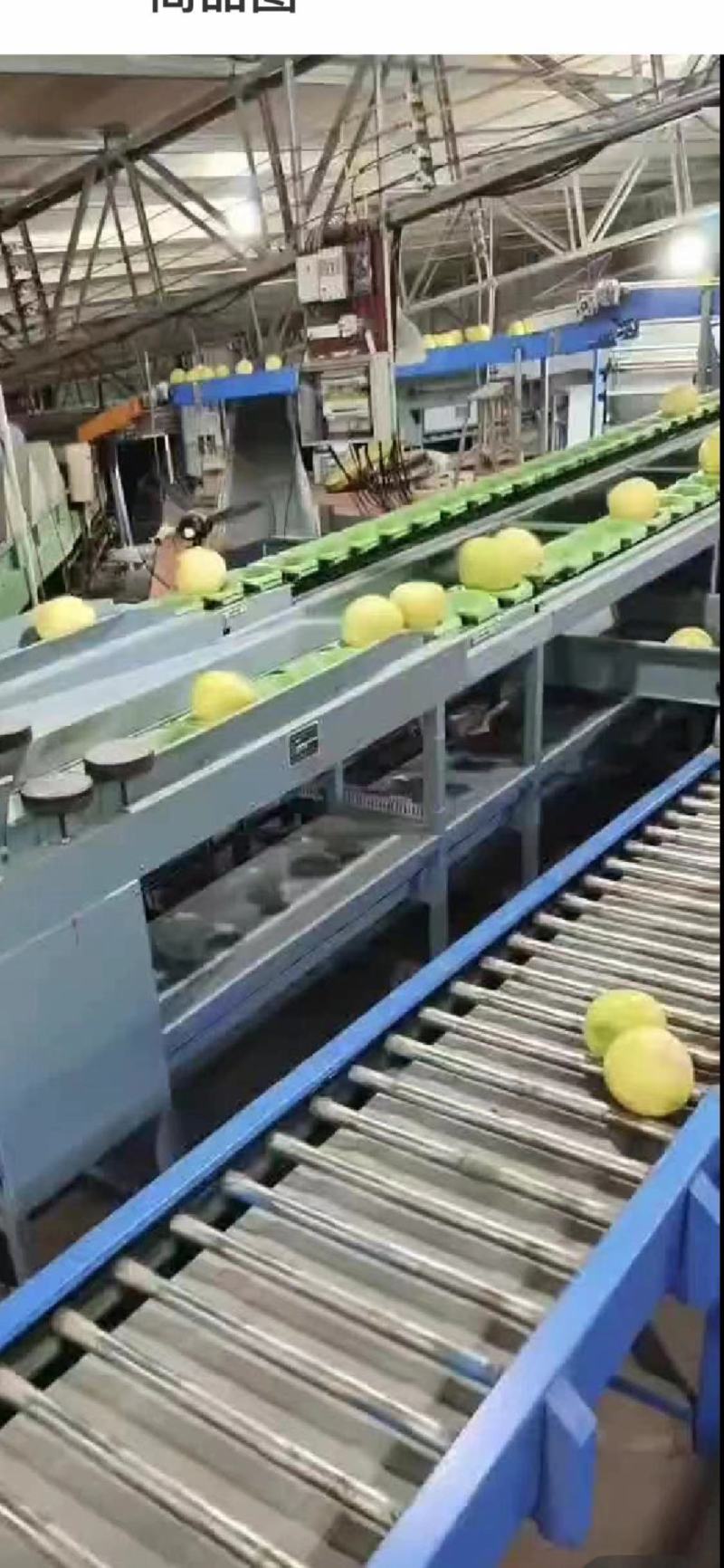 福建柚，柚子，大量供应市场货电商货，社区美团多多等平台，