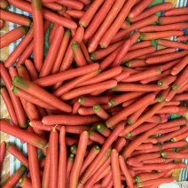 大荔县水果红萝卜🥕生吃脆脆甜甜！