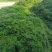 十几种水草，小龙虾水草，青储草，进化水质草，