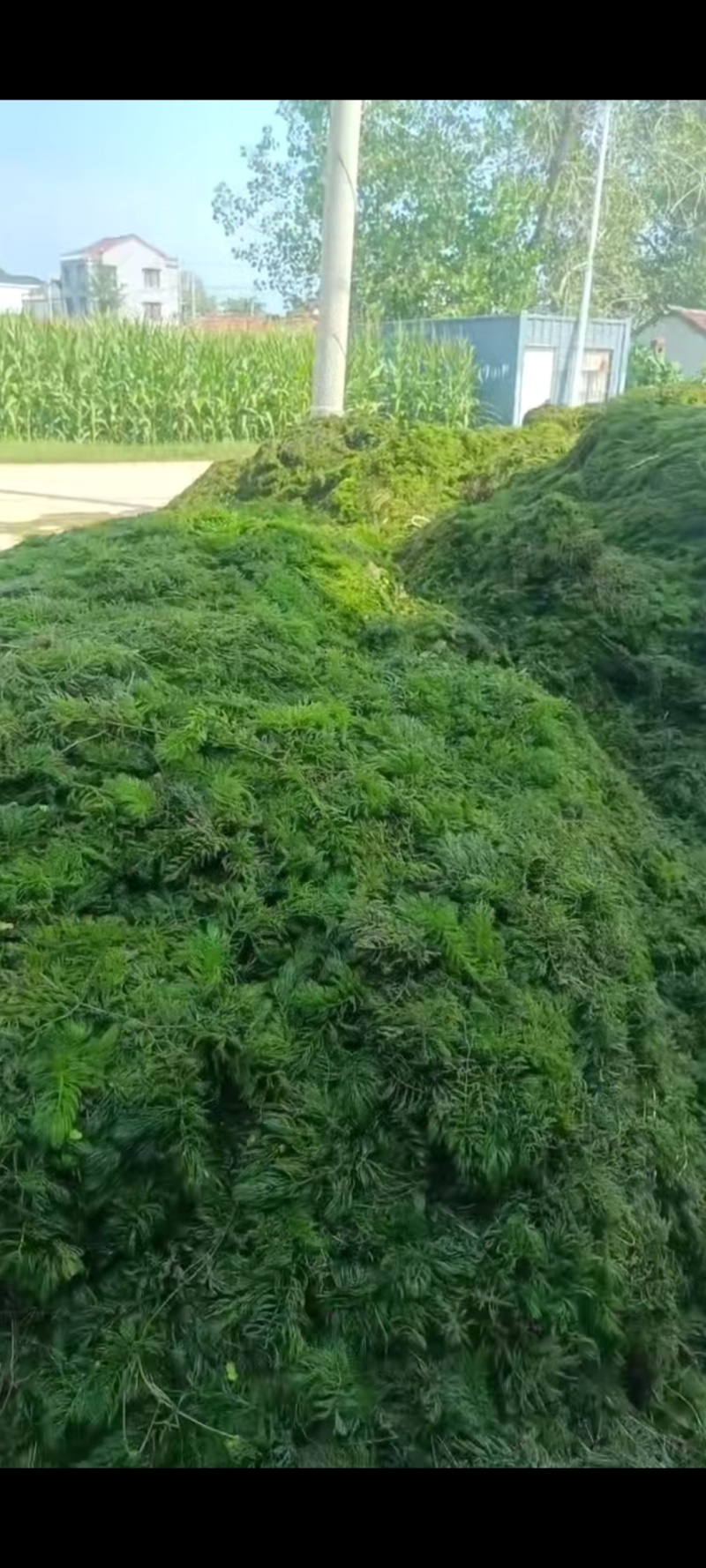 十几种水草，小龙虾水草，青储草，进化水质草，