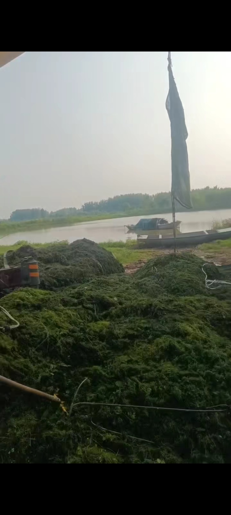 十几种水草，小龙虾水草，青储草，进化水质草，