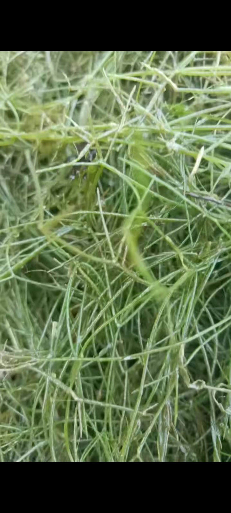 十几种水草，小龙虾水草，青储草，进化水质草，