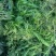 十几种水草，小龙虾水草，青储草，进化水质草，
