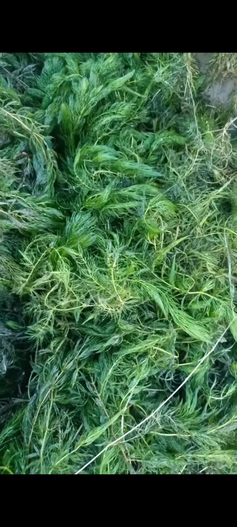 十几种水草，小龙虾水草，青储草，进化水质草，