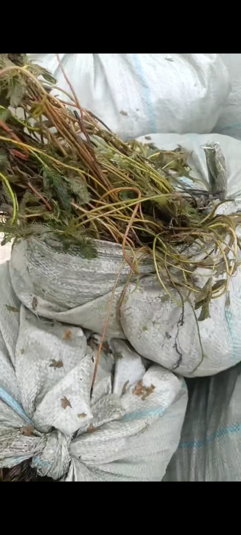 十几种水草，小龙虾水草，青储草，进化水质草，