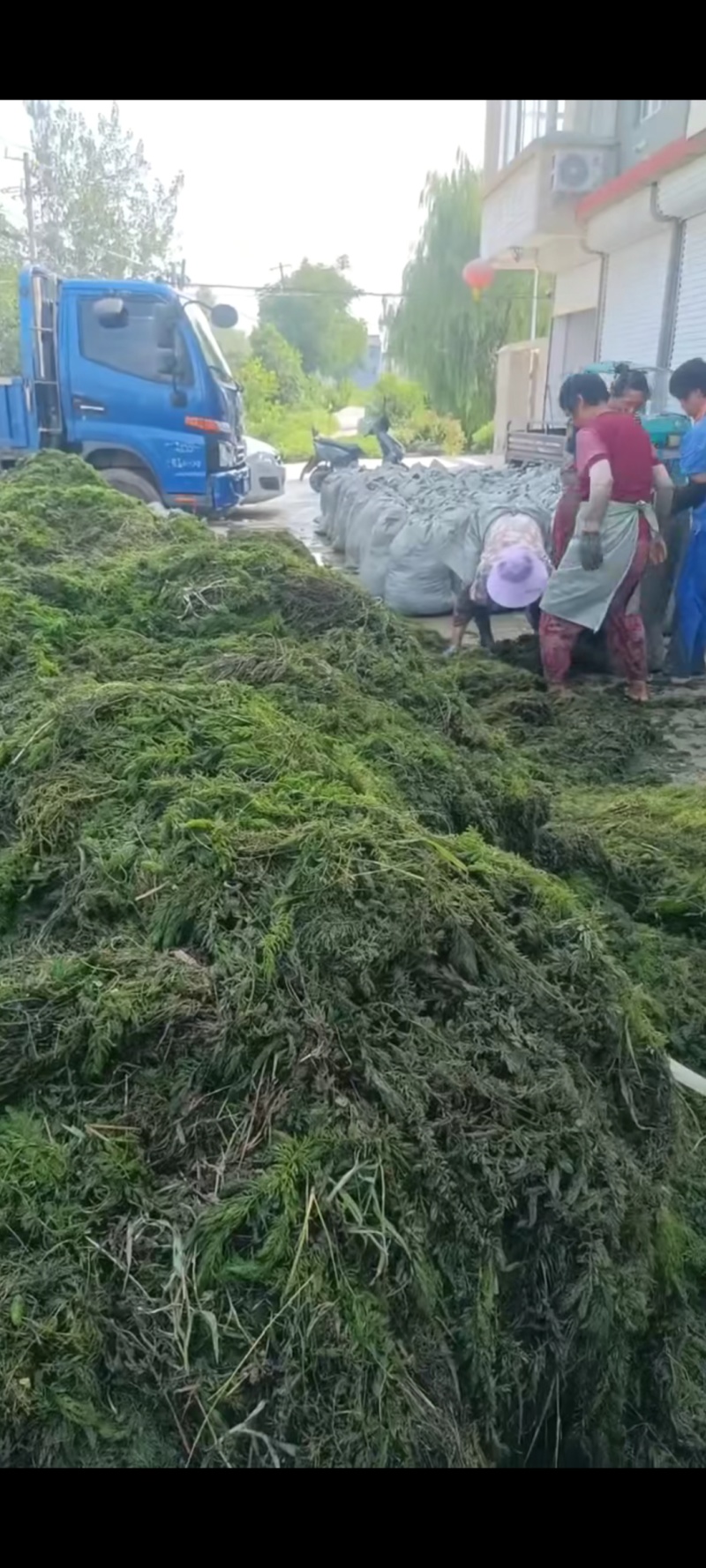 十几种水草，小龙虾水草，青储草，进化水质草，