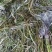 十几种水草，小龙虾水草，青储草，进化水质草，