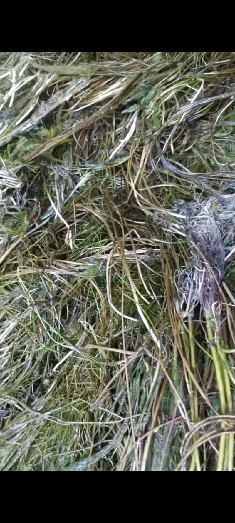 十几种水草，小龙虾水草，青储草，进化水质草，
