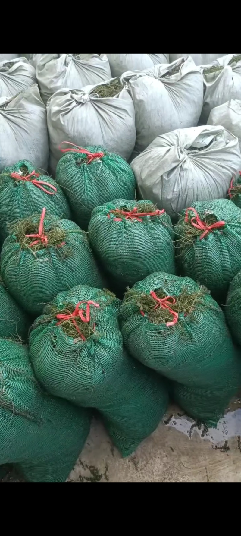 十几种水草，小龙虾水草，青储草，进化水质草，
