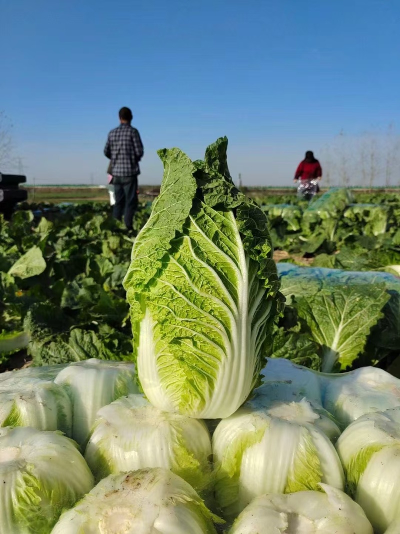 【推荐】湖北白菜一手货源供应市场商超电商量大价优