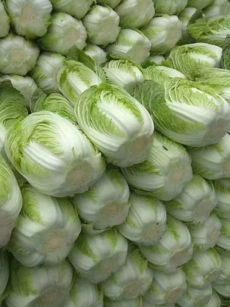 【推荐】湖北白菜一手货源供应市场商超电商量大价优
