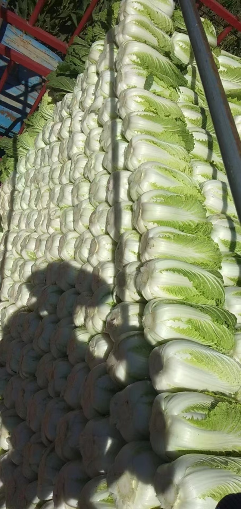 【推荐】湖北白菜一手货源供应市场商超电商量大价优