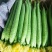 精品鲜花长条丝瓜大量现货供应欢迎采购