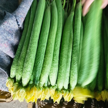 精品鲜花长条丝瓜大量现货供应欢迎采购