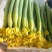 精品鲜花长条丝瓜大量现货供应欢迎采购