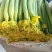 精品鲜花长条丝瓜大量现货供应欢迎采购