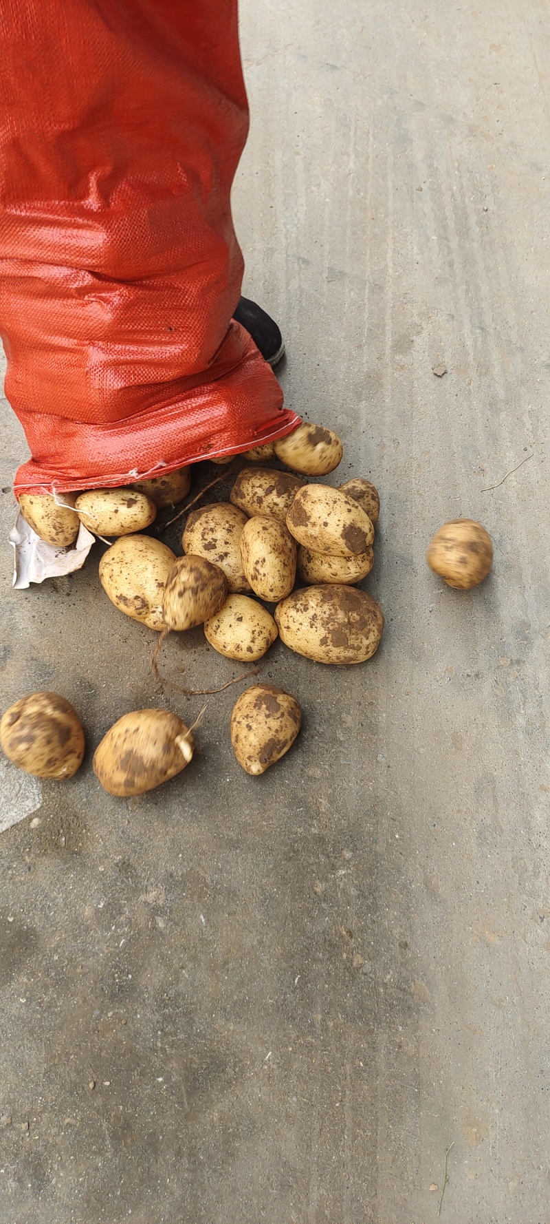 土豆山东土豆新土豆大量供应货源充足