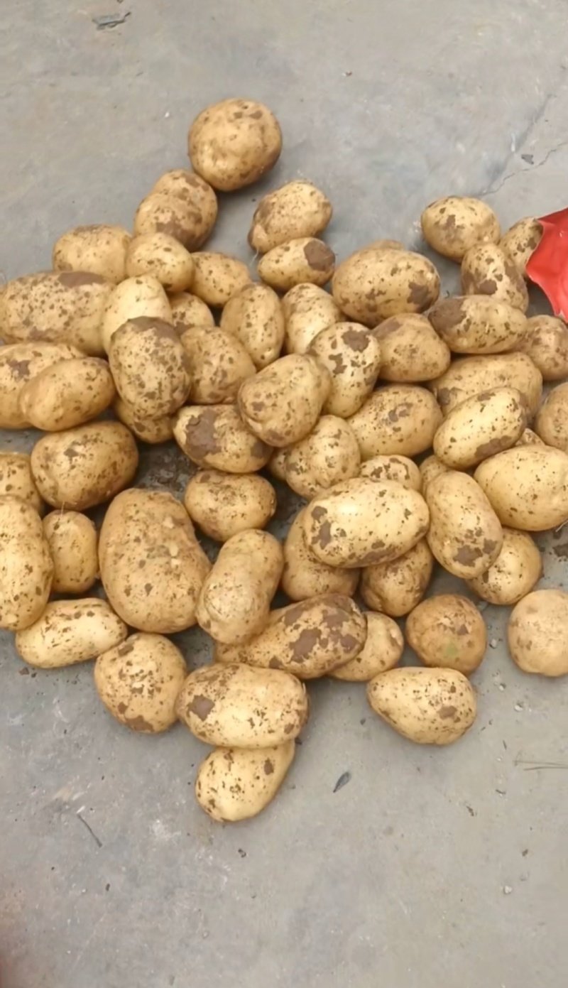 土豆山东土豆新土豆大量供应货源充足