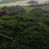 十几种水草，小龙虾水草，青储草，进化水质草，