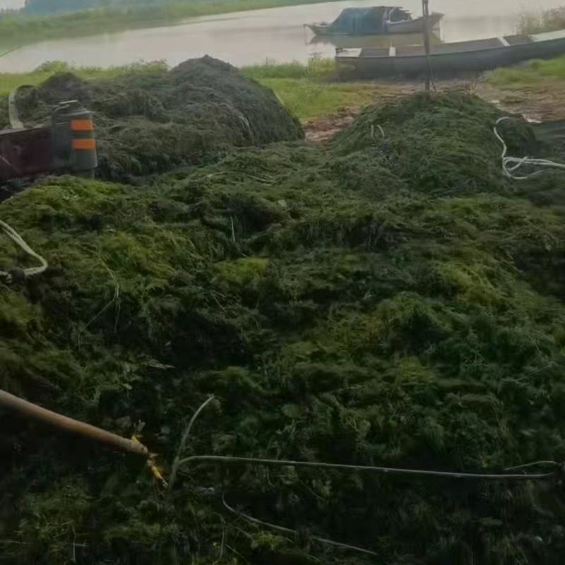 十几种水草，小龙虾水草，青储草，进化水质草，