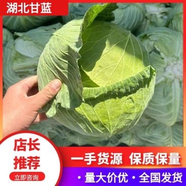 【推荐】湖北圆包菜甘蓝供应市场商超电商量大价优