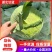 【推荐】湖北圆包菜甘蓝供应市场商超电商量大价优